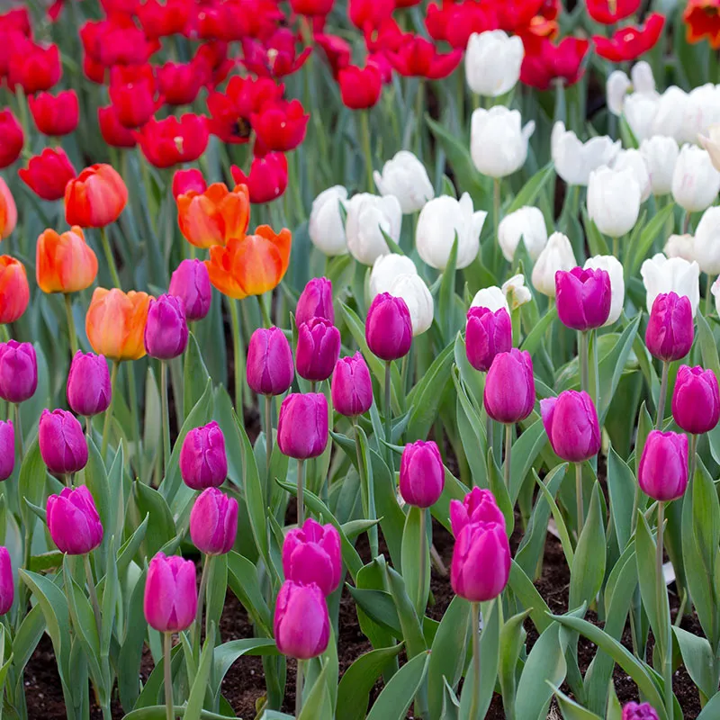 Tulpenveld