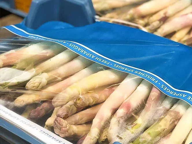 Fresh asparagus being sorted and processed